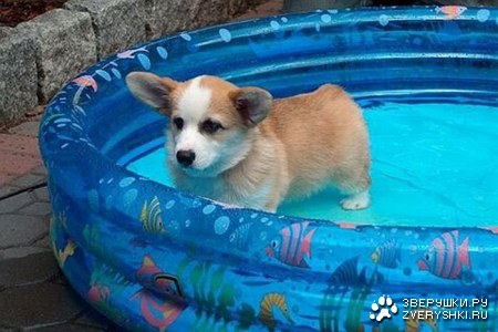 ������������ ���� (12 ����)