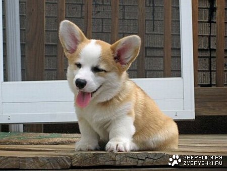 ������������ ���� (12 ����)