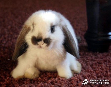 ����� ������� :)