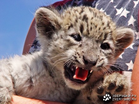 � �������, � �� �����...