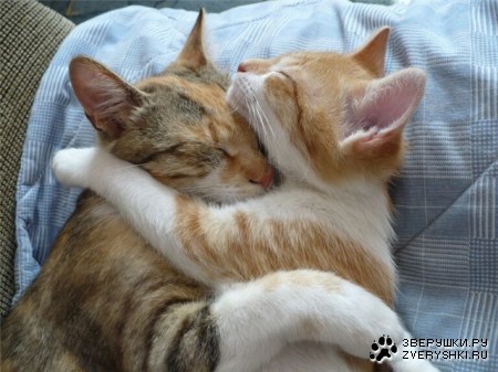 ������ � ������� (10 ����)