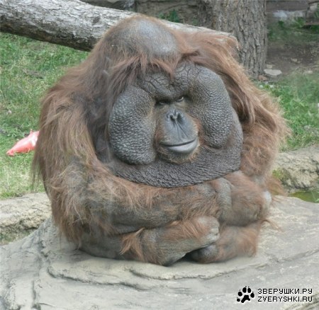 ���� ���, �����... :)