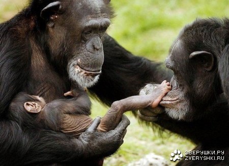 ������� :)