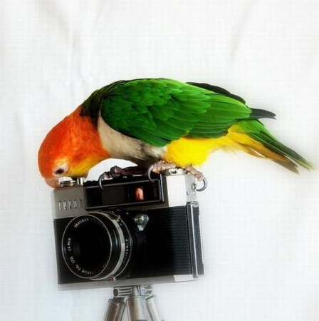 ��������-��������� (18 ����)