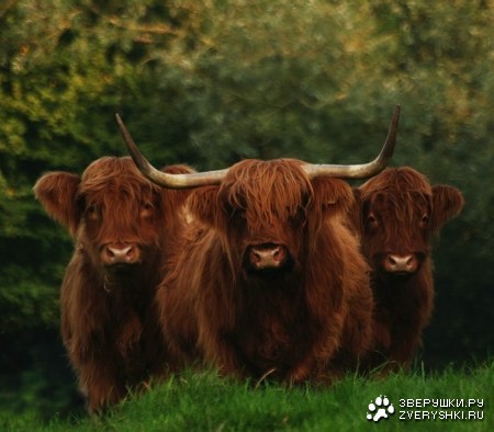 ������� ����� :)