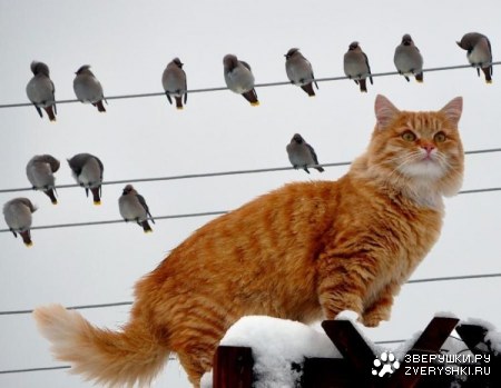 ������ �������� (16 ����)