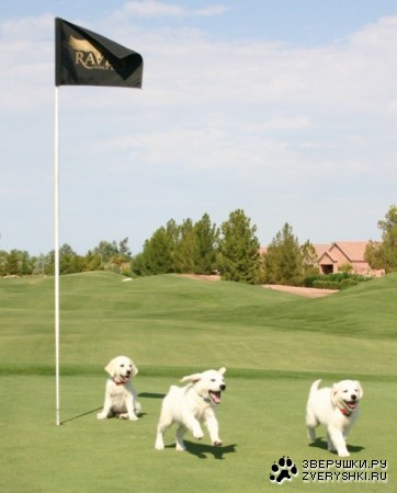 ��������������� :)