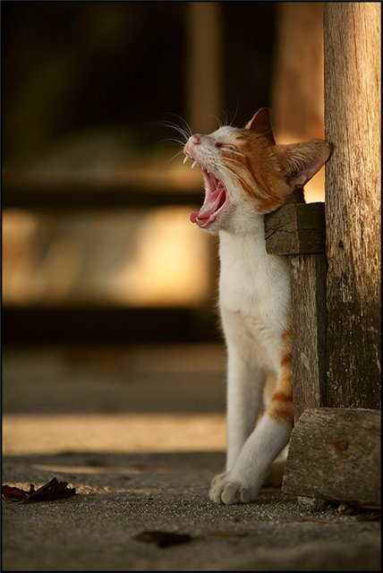 ������ �������� (17 ����)