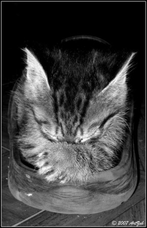 ���������� :)