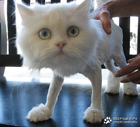 ���������, ������! :)