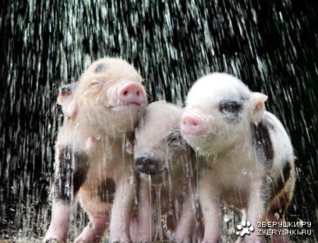 ��������� ������ :)