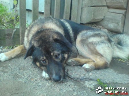 ������ :)