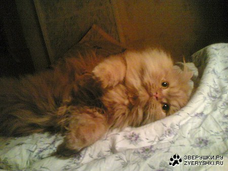 ���� (4 ����������)