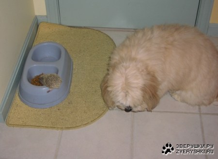 ���������, �� ���������� (3 ����)