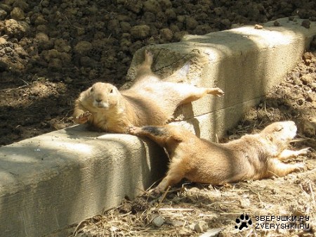 �������� :)