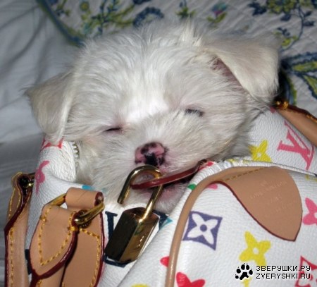 ������ �������� ��� ��� :)