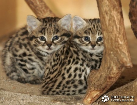 ������� �������� (12 ����������)