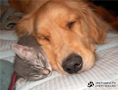 ������ �������� :)