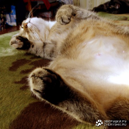 ������� ��� ;)