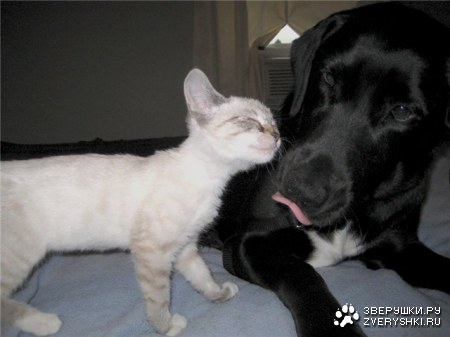 ��� ������ ;)