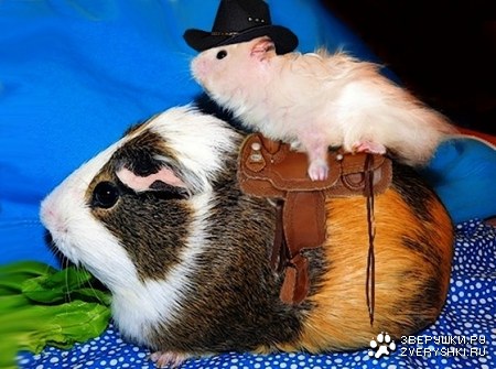 ������� ��������! ;)