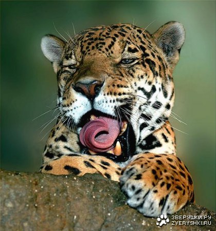 ��� ��� ���� ;)