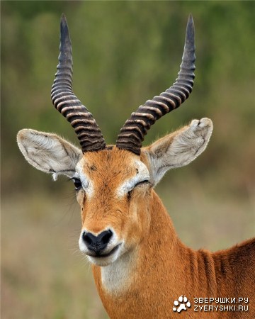 ����������� ��� ���! ;)