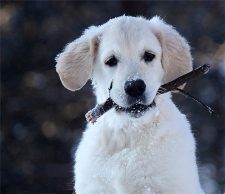 ������ �������� (17 ����)