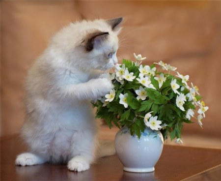 ������ �������� (17 ����)