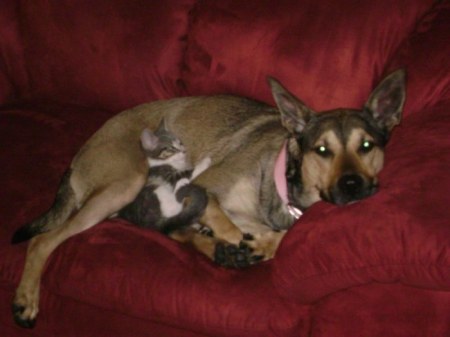 ������ �������� (17 ����)