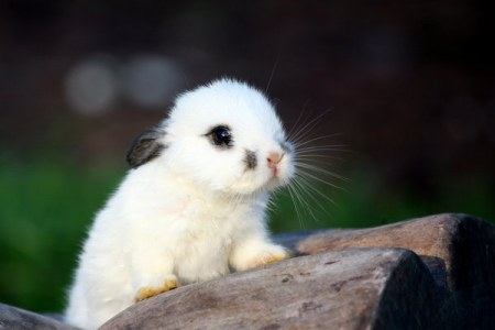 ������ �������� (17 ����)