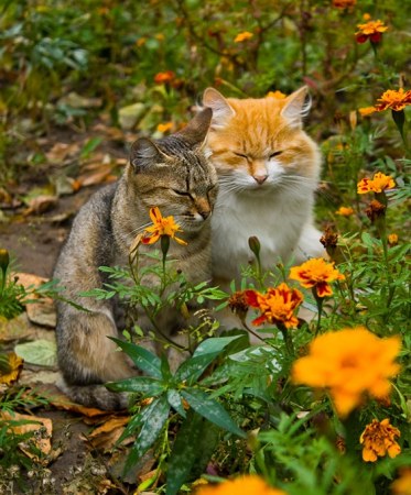 ������ �������� (17 ����)