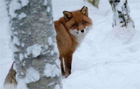 ������ �������� (17 ����)