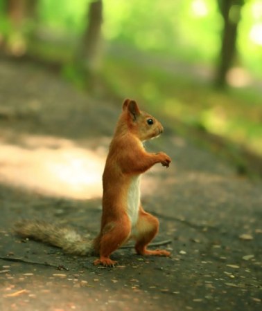 ������ �������� (17 ����)