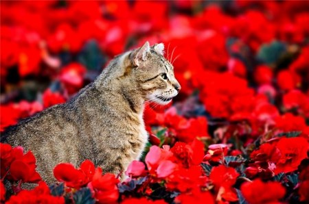 ������ �������� (17 ����)