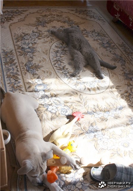 ������ ������� :)