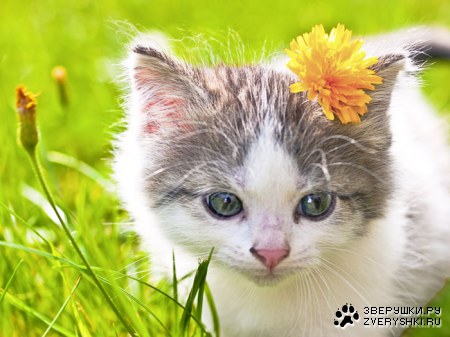 ����������� :)