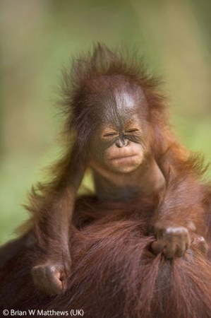 ���������� �������� Wildlife Photographer 2009 (21 ����)