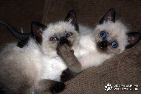 �������� :)