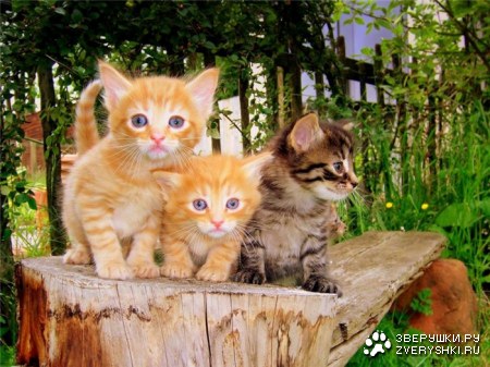 ������� ��� ������� ������! :)