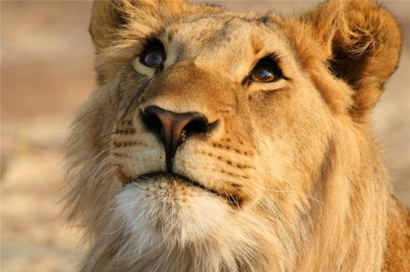 �������� �������� (12 ����)