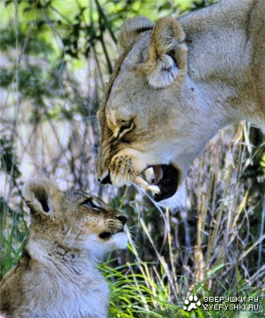 �������������� ������� ;)