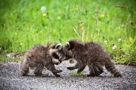 ������ ������� (18 ����)