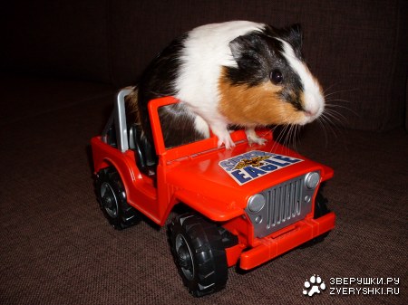 ������� ������ - ������������ :)