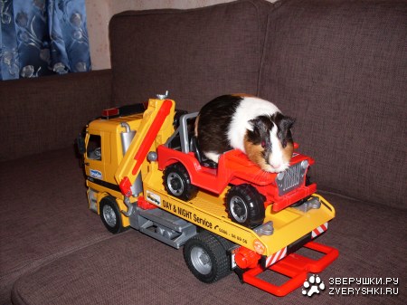 ������� ������ - ������������ :)