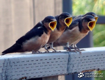 �� ����� ������! :)