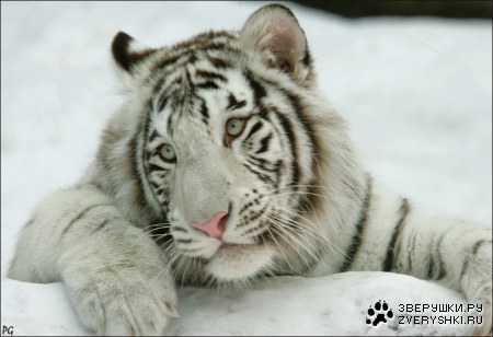 ������, ������...