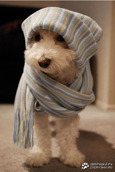 ������ :)