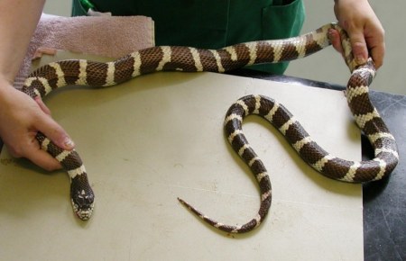 ������ ���� :)