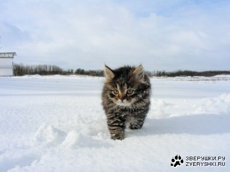 ������� ����� ;)